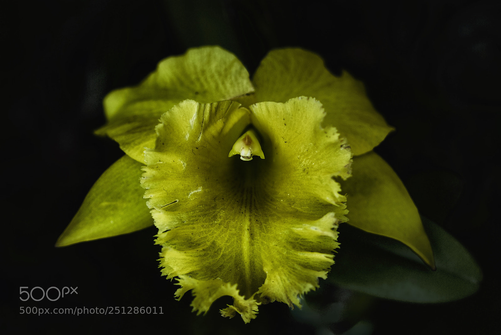 Nikon D200 sample photo. Yellow orchid photography