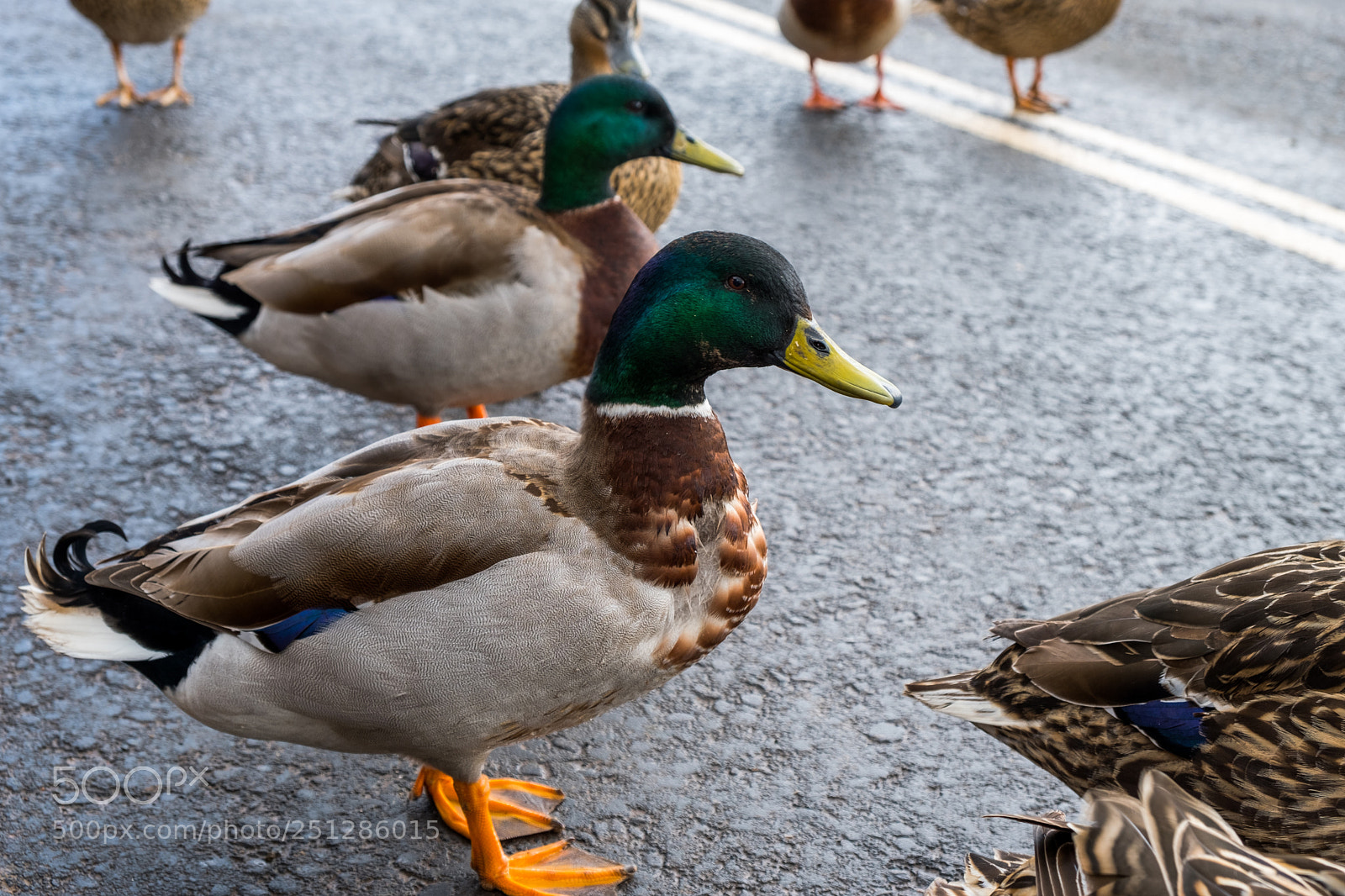 Fujifilm X-T20 sample photo. Beady eye photography