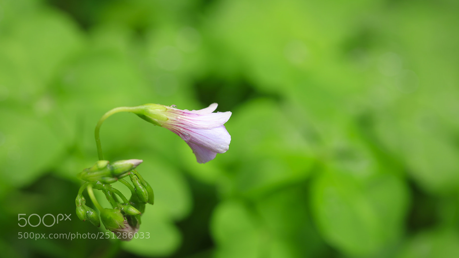 Canon EOS 5DS R sample photo. A photography