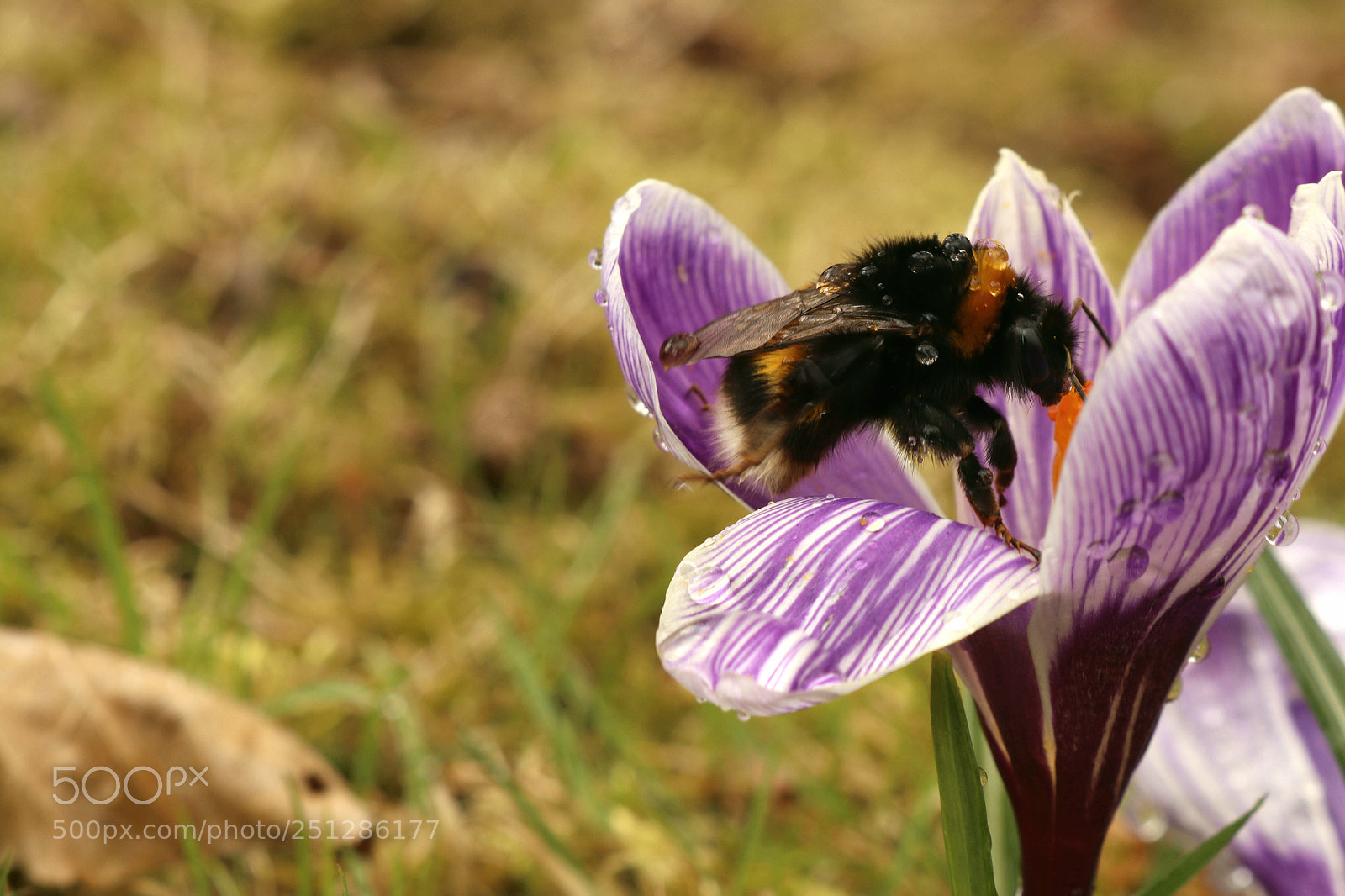 Canon EOS 80D sample photo. Ausflug in den garten photography