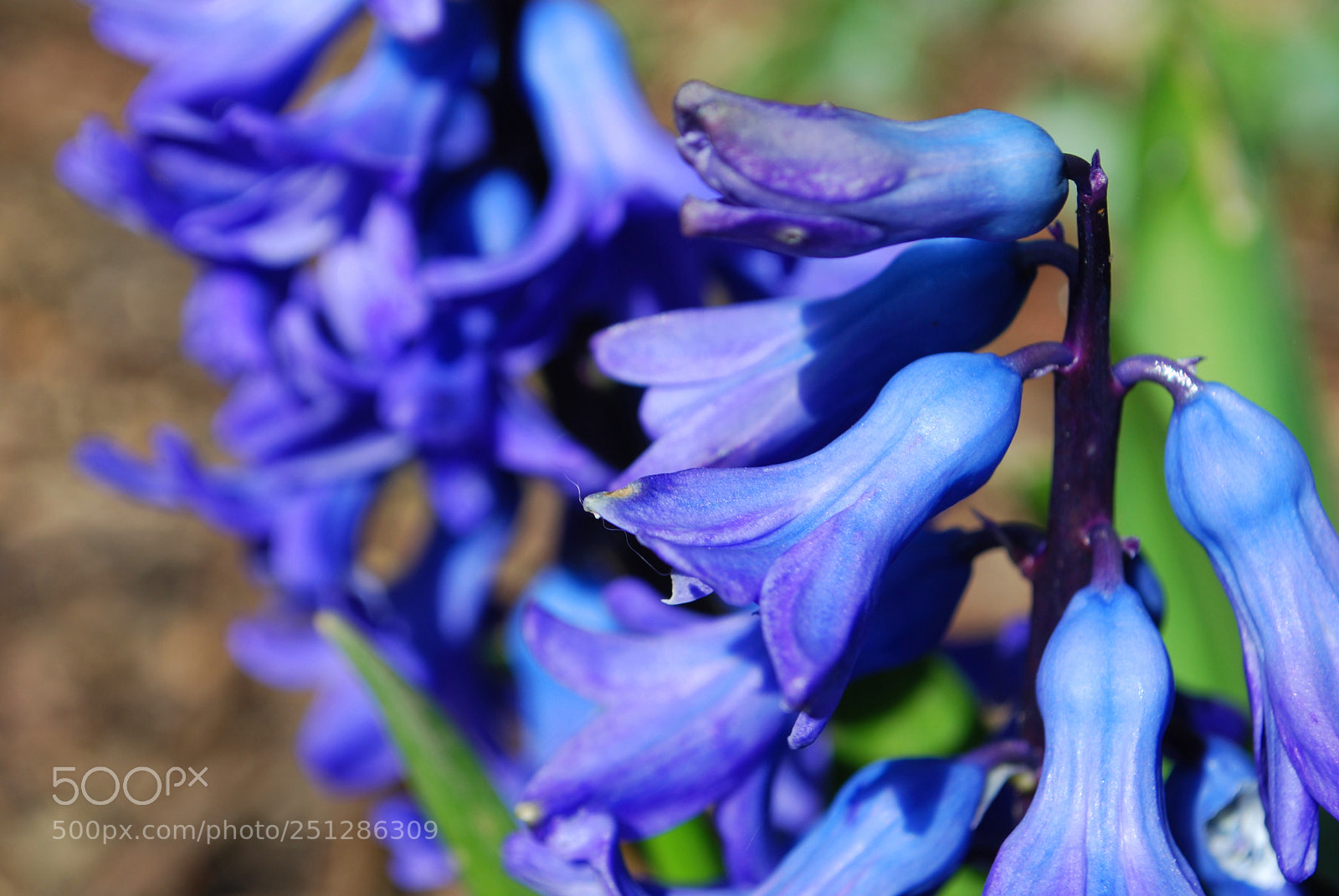 Nikon D60 sample photo. Bluebells photography