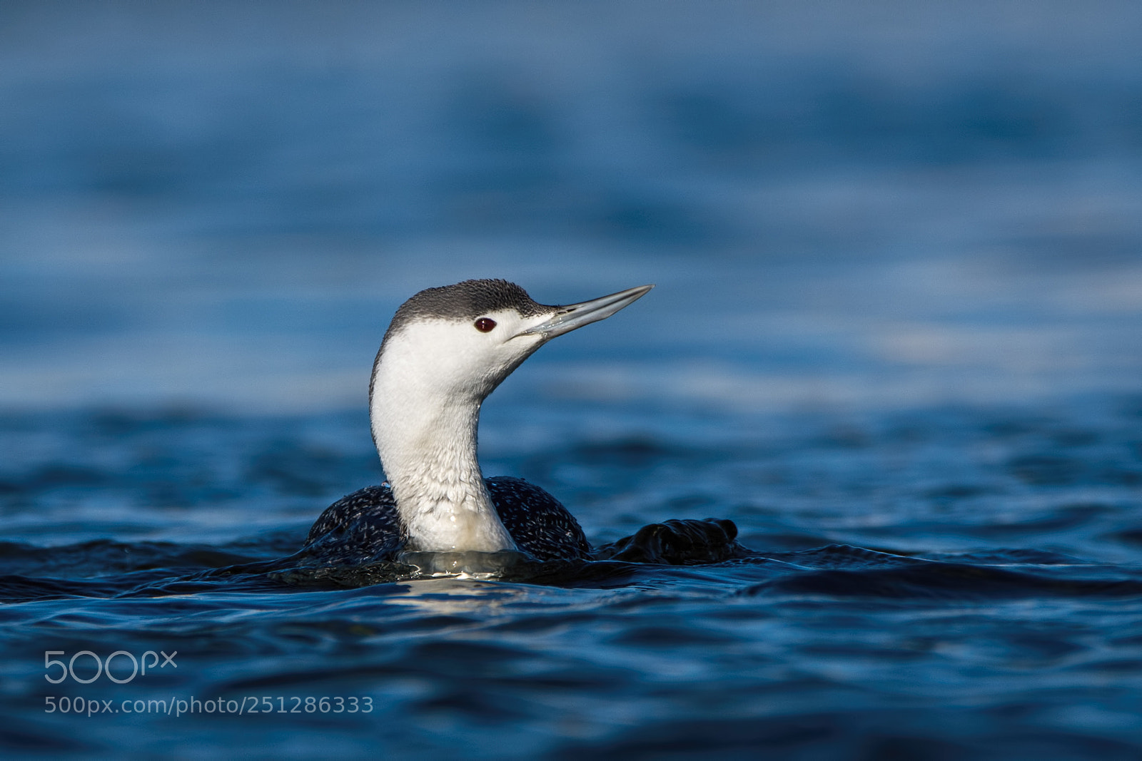 Nikon D7200 sample photo. Red-throated loon photography
