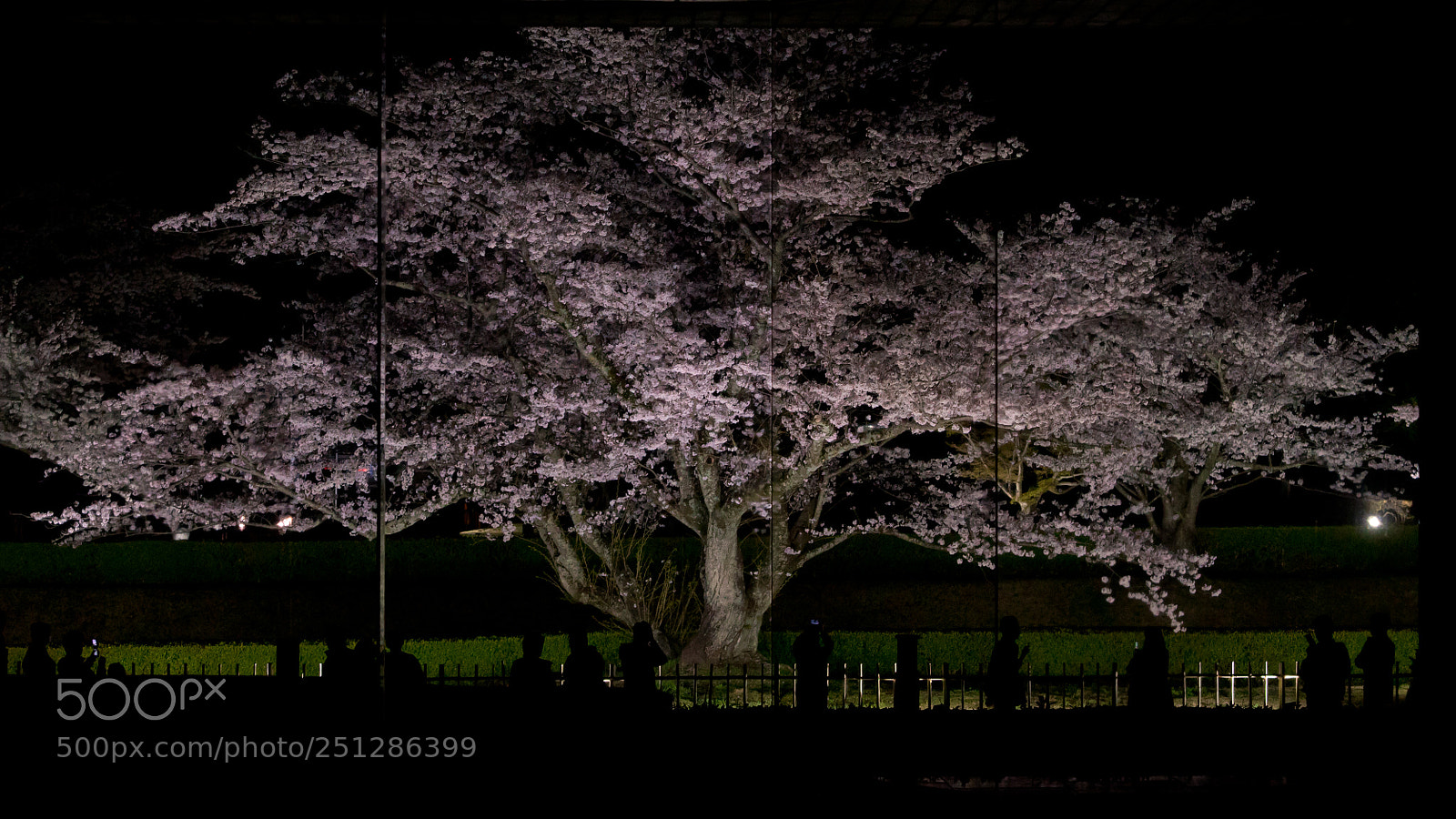 Sony a7S sample photo. A cherry tree on photography