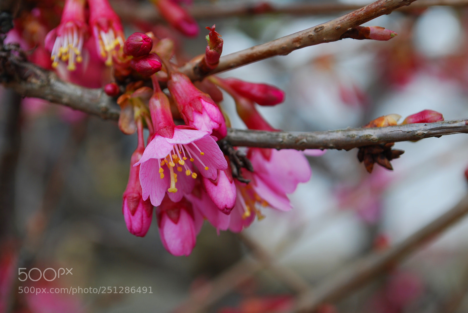 Nikon D60 sample photo. Springtime bloom photography