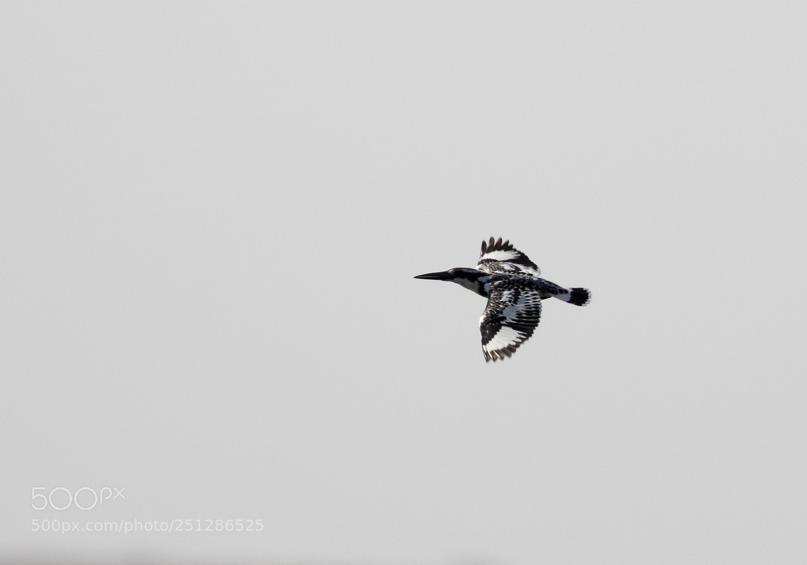 Canon EOS 5D Mark IV sample photo. Pied kingfisher photography