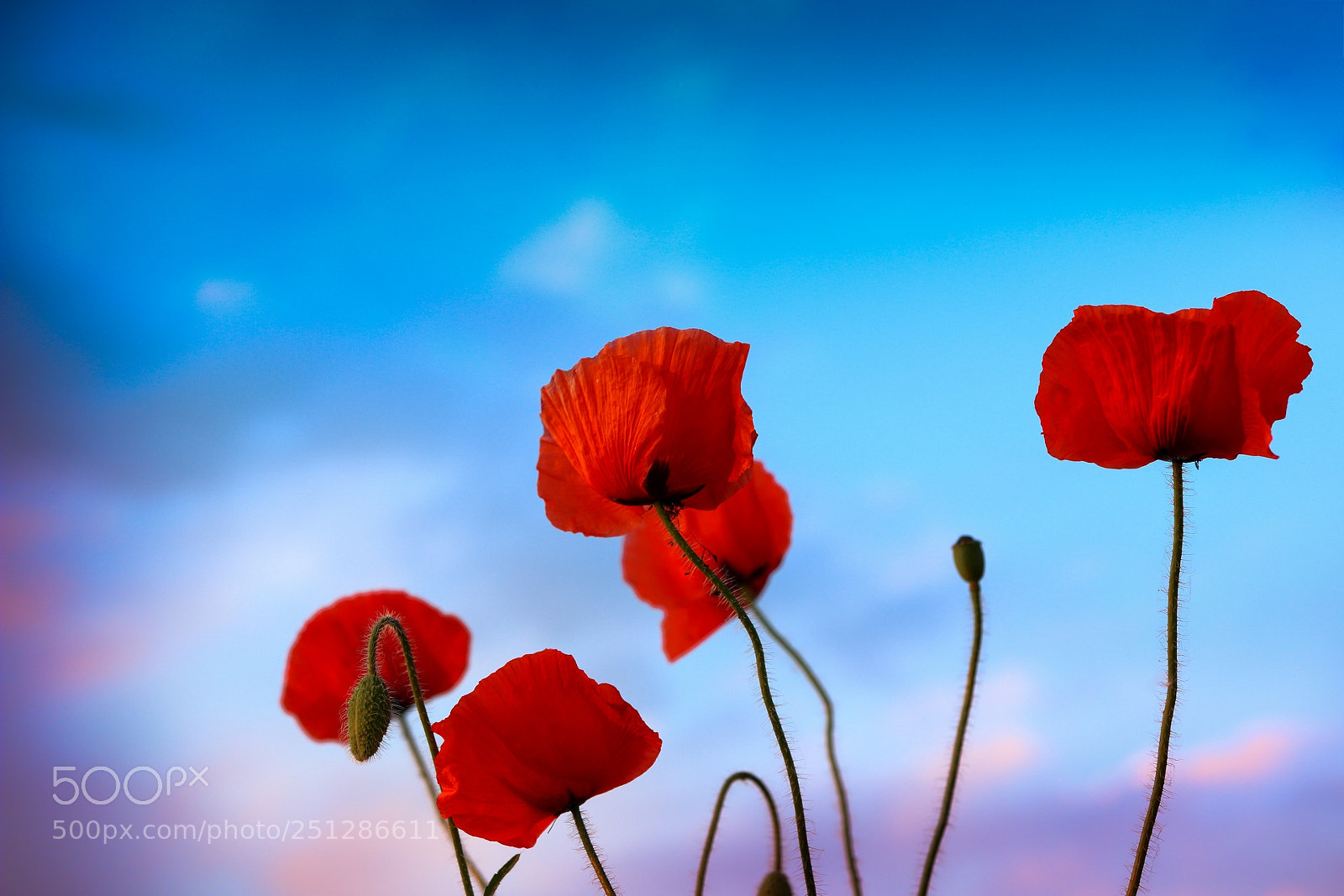 Canon EOS 70D sample photo. Untitled photography