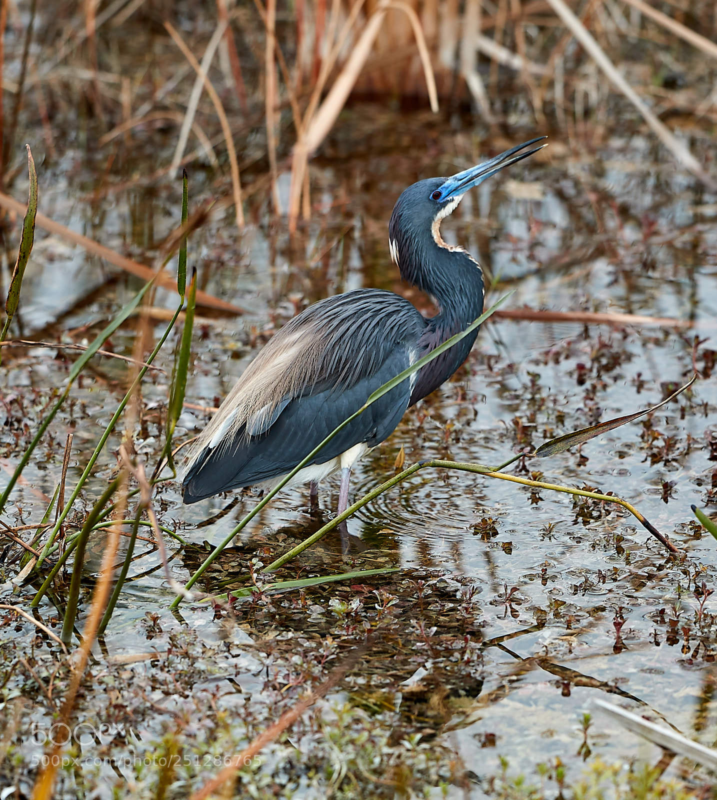 Canon EOS-1D X Mark II sample photo. 03-29-18-0009843.jpg photography
