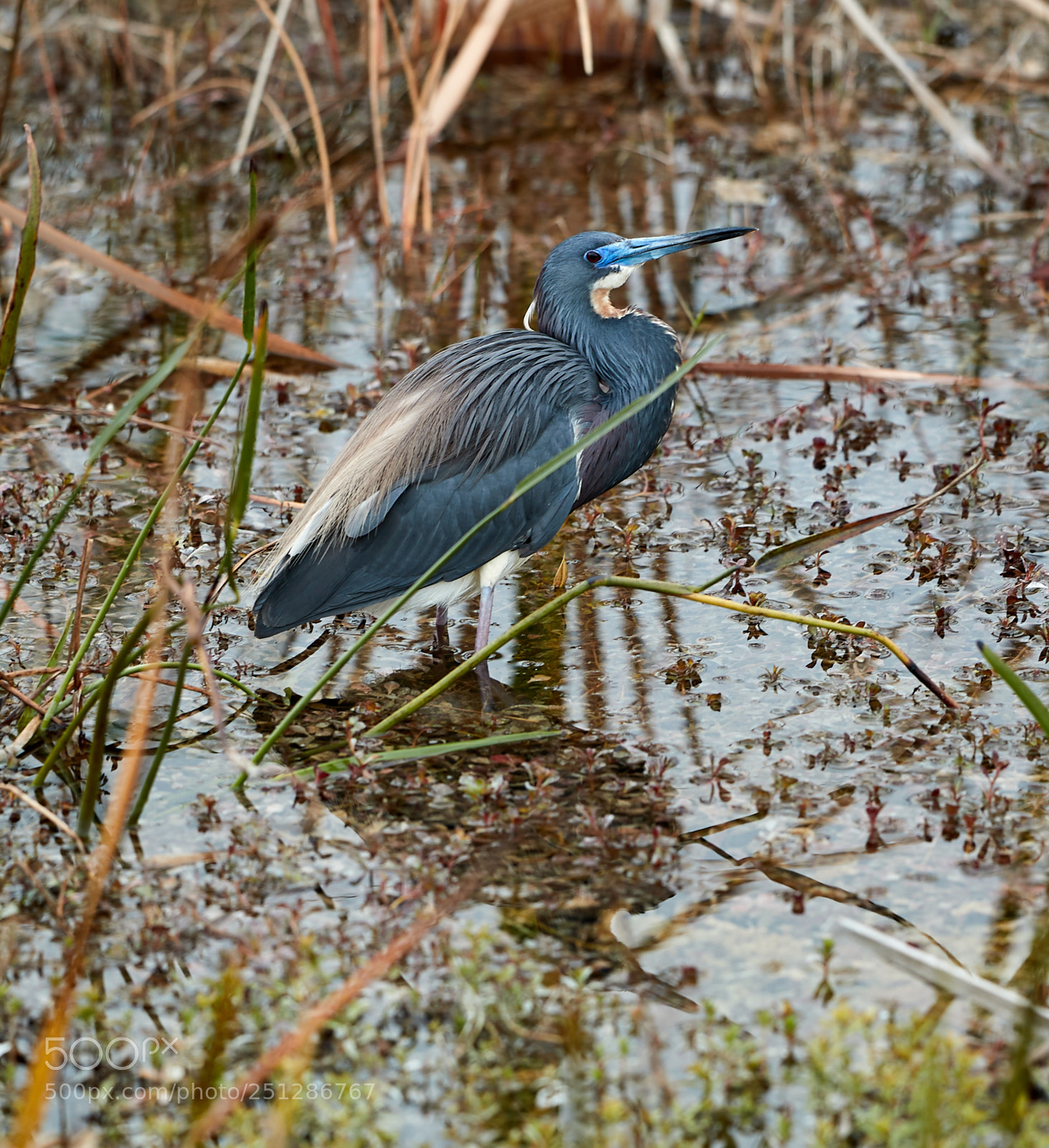 Canon EOS-1D X Mark II sample photo. 03-29-18-0009842.jpg photography