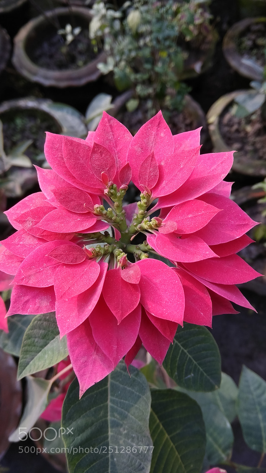Xiaomi Redmi Note 4 sample photo. Untitled photography