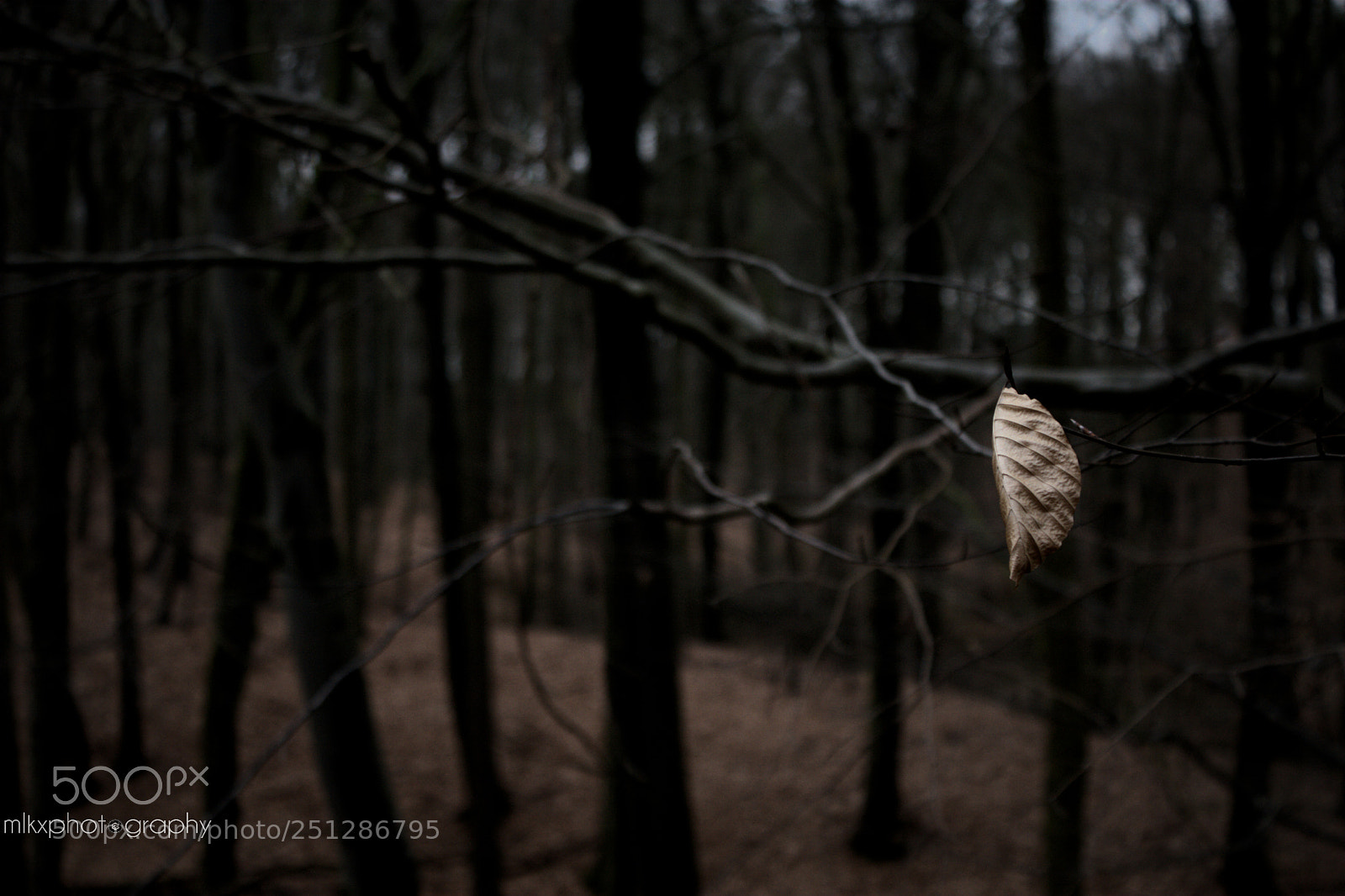 Canon EOS 20D sample photo. Autumn feels. photography