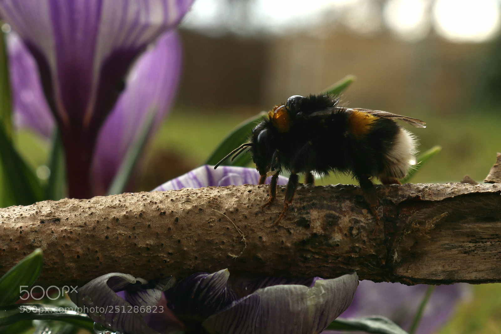 Canon EOS 80D sample photo. Ausflug in den garten photography