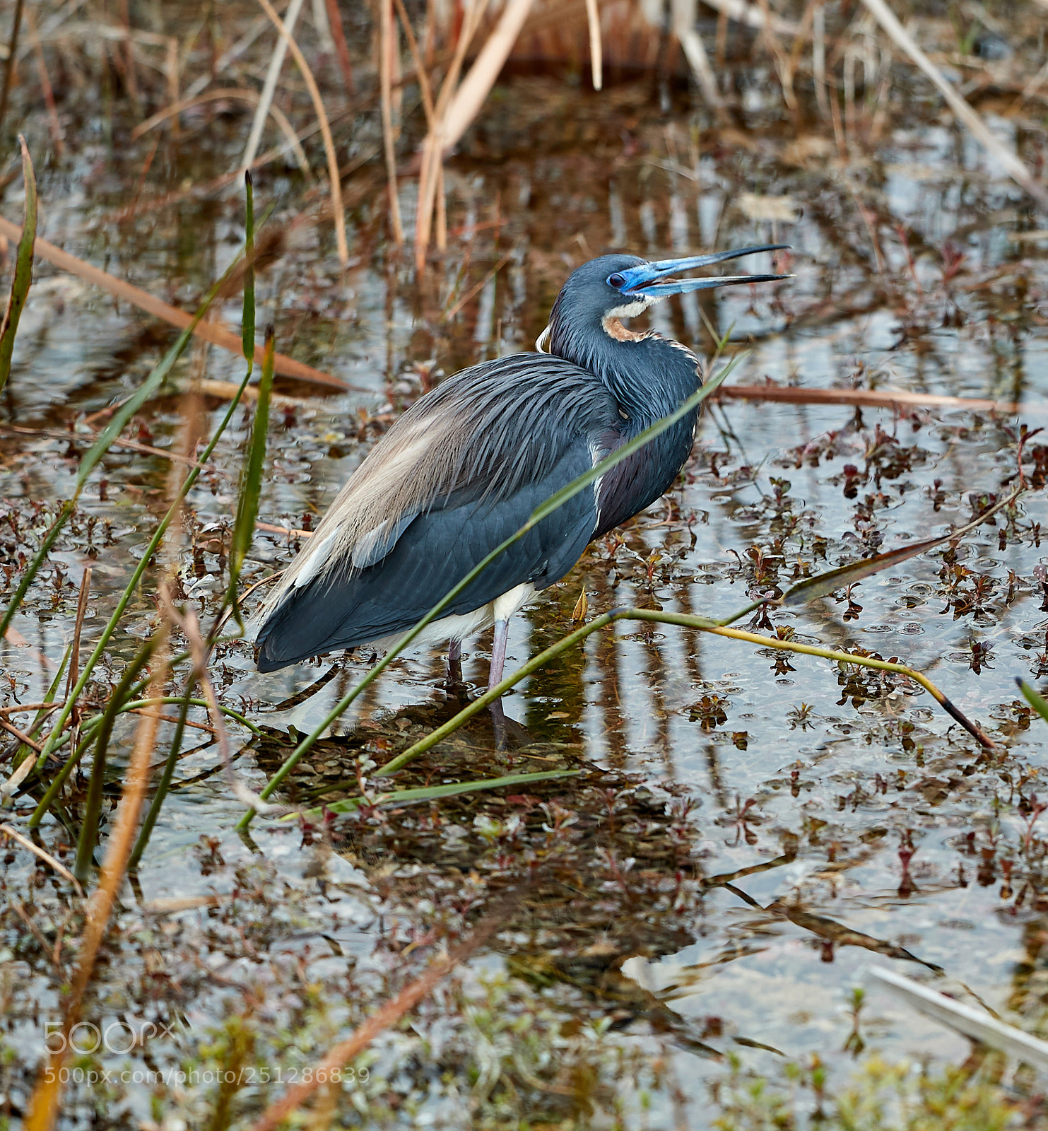 Canon EOS-1D X Mark II sample photo. 03-29-18-0009841.jpg photography