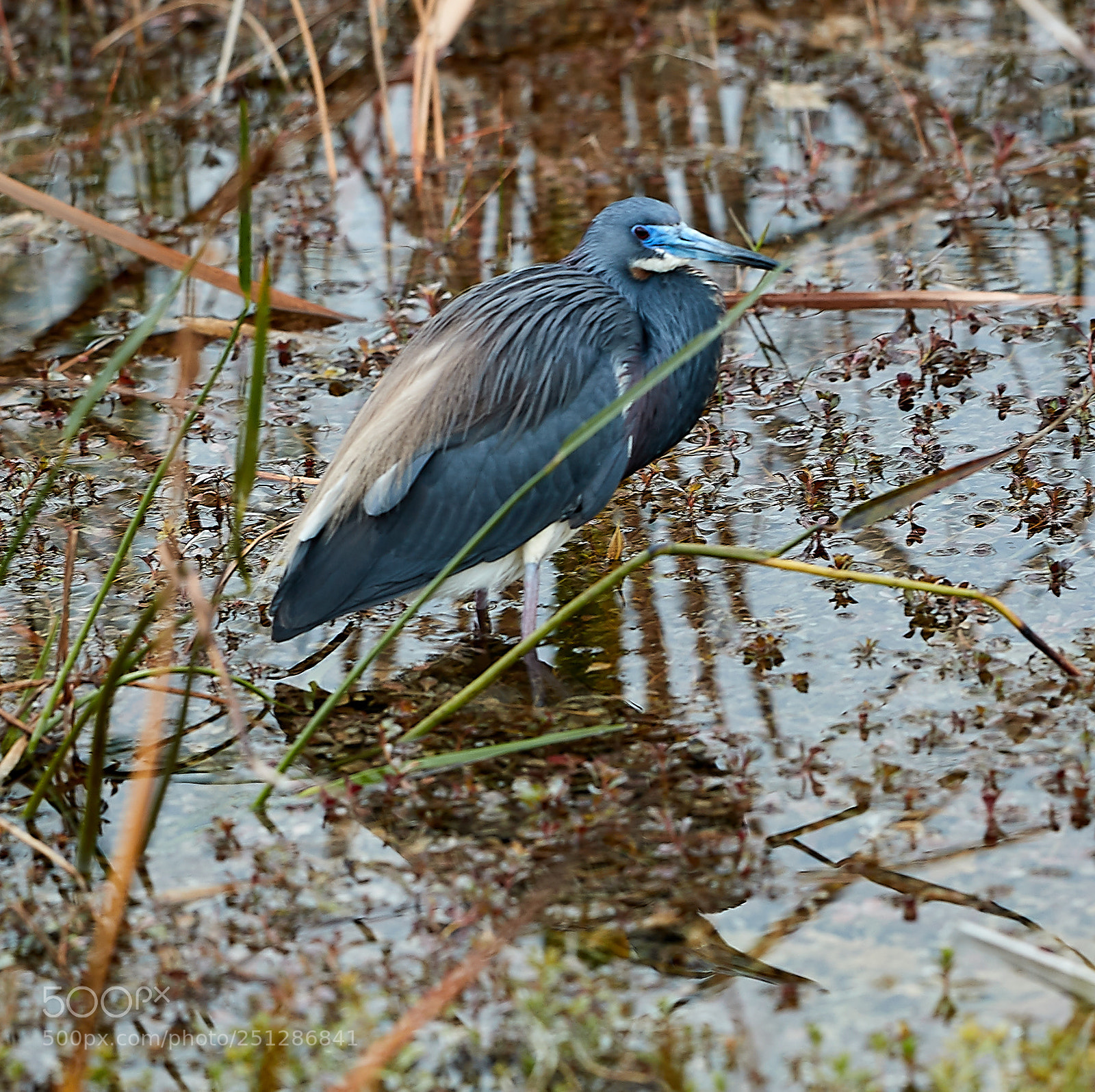 Canon EOS-1D X Mark II sample photo. 03-29-18-0009839.jpg photography