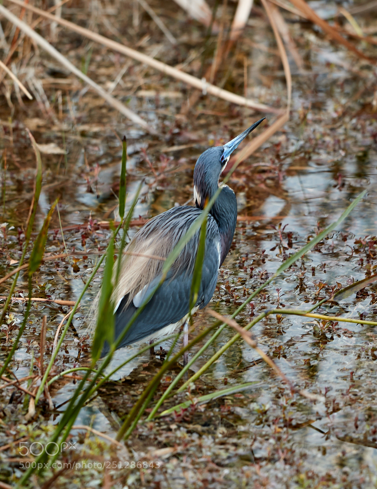 Canon EOS-1D X Mark II sample photo. 03-29-18-0009837.jpg photography