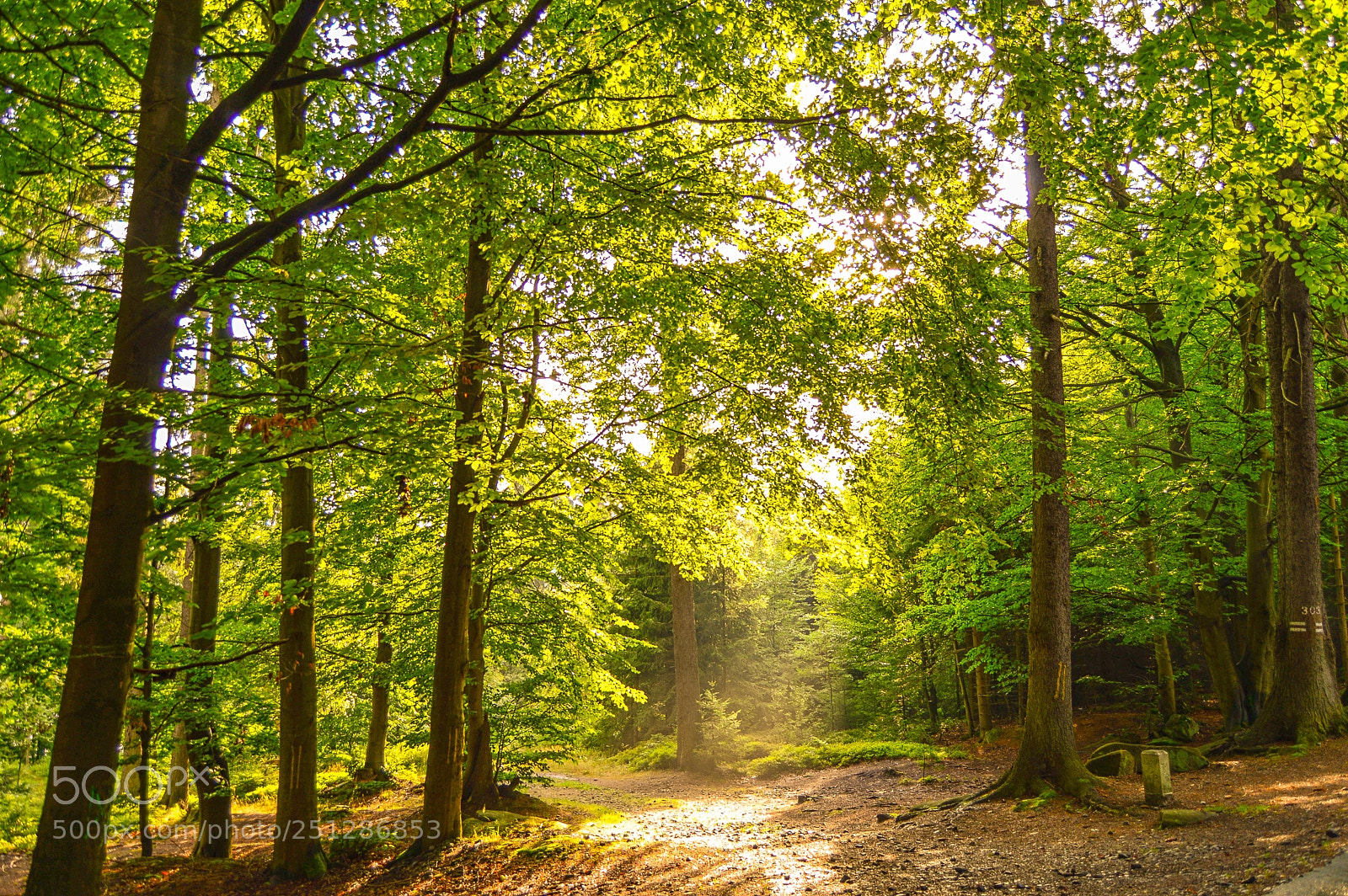 Nikon D3200 sample photo. Forest photography