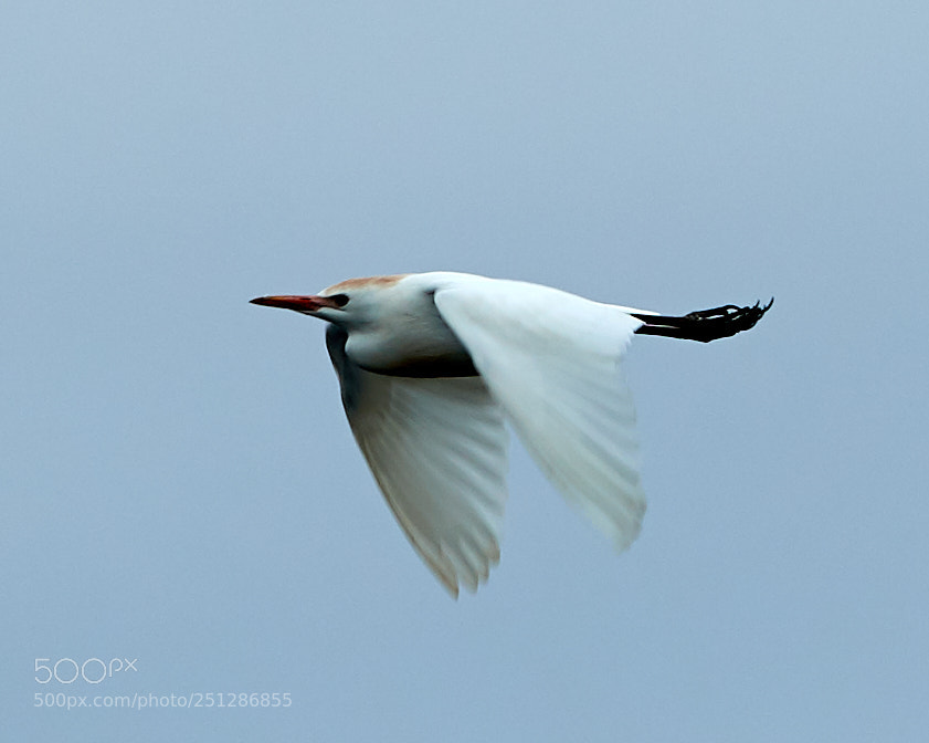 Canon EOS-1D X Mark II sample photo. 03-29-18-0009833.jpg photography
