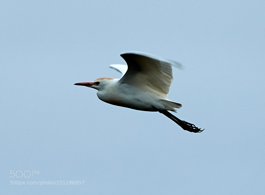 Canon EOS-1D X Mark II sample photo. 03-29-18-0009832.jpg photography