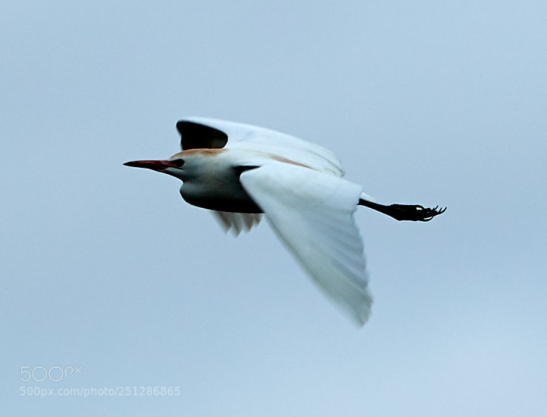 Canon EOS-1D X Mark II sample photo. 03-29-18-0009830.jpg photography
