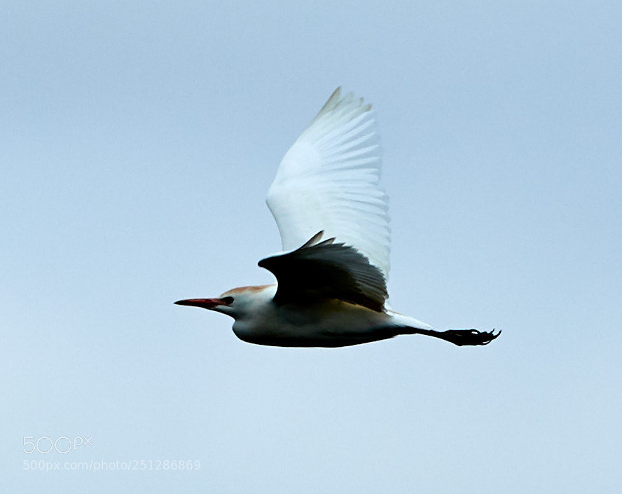 Canon EOS-1D X Mark II sample photo. 03-29-18-0009831.jpg photography