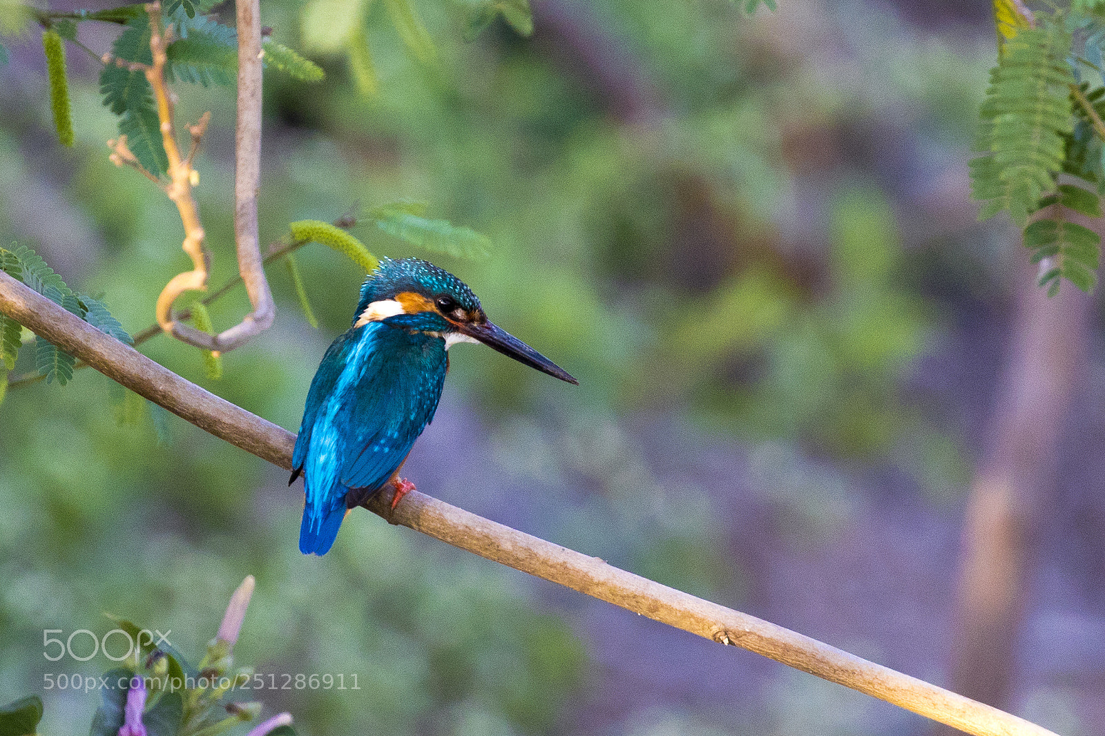 Canon EOS 5D Mark IV sample photo. Common kingfisher photography