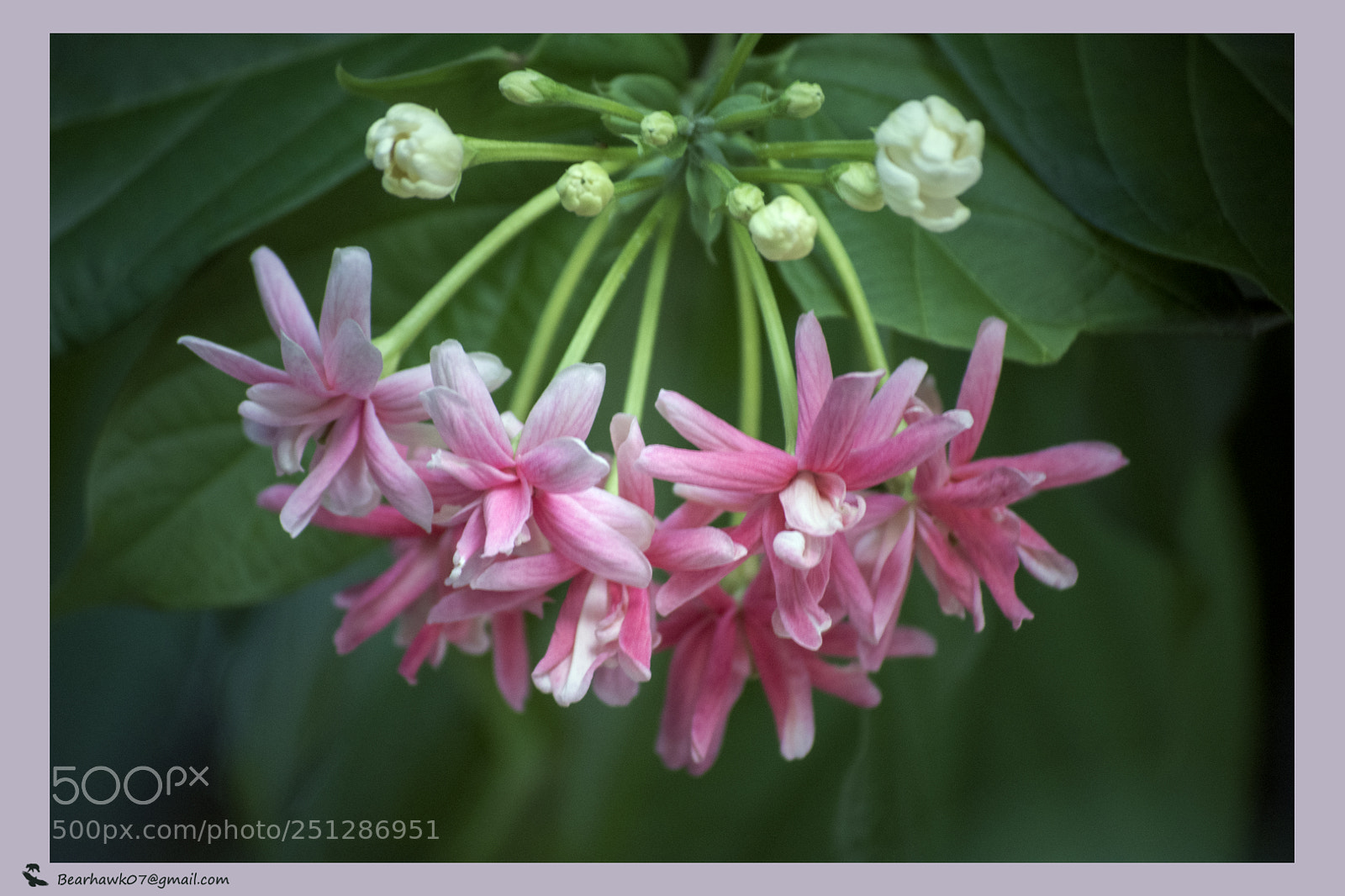 Nikon D7200 sample photo. Copy photography