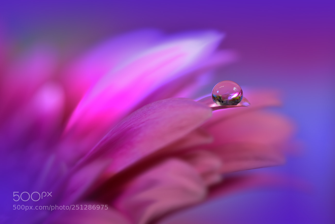 Nikon D810 sample photo. Purple rain.. photography