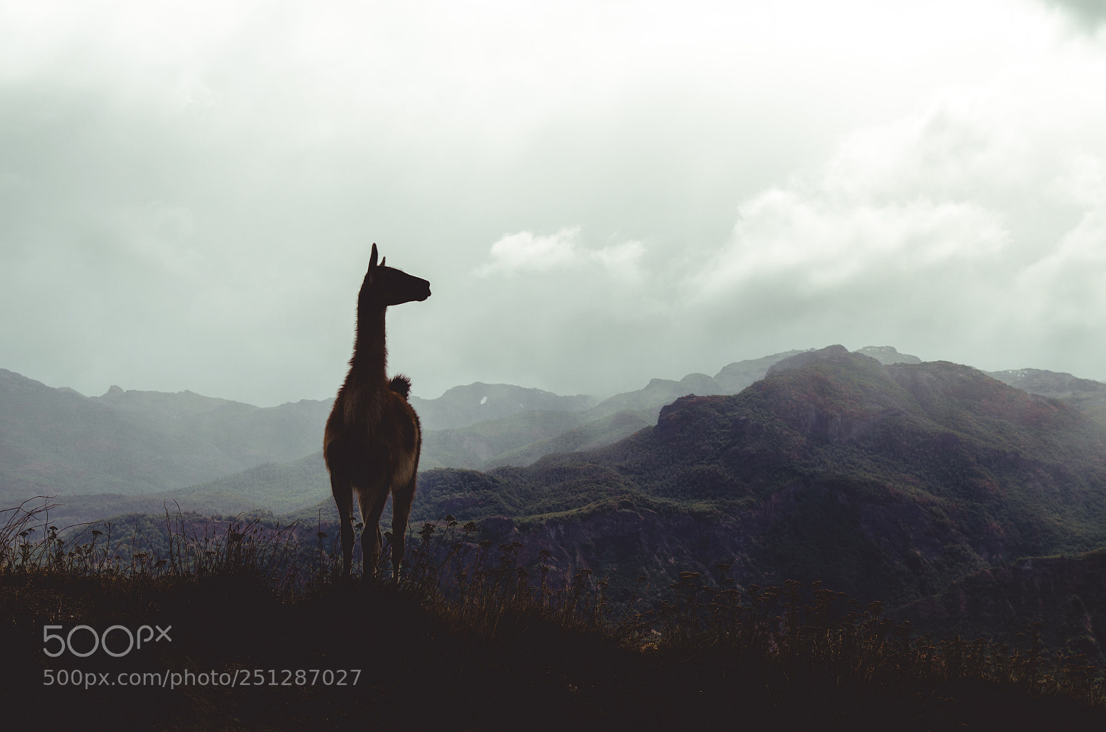 Nikon D5100 sample photo. Lama guanicoe guardian photography