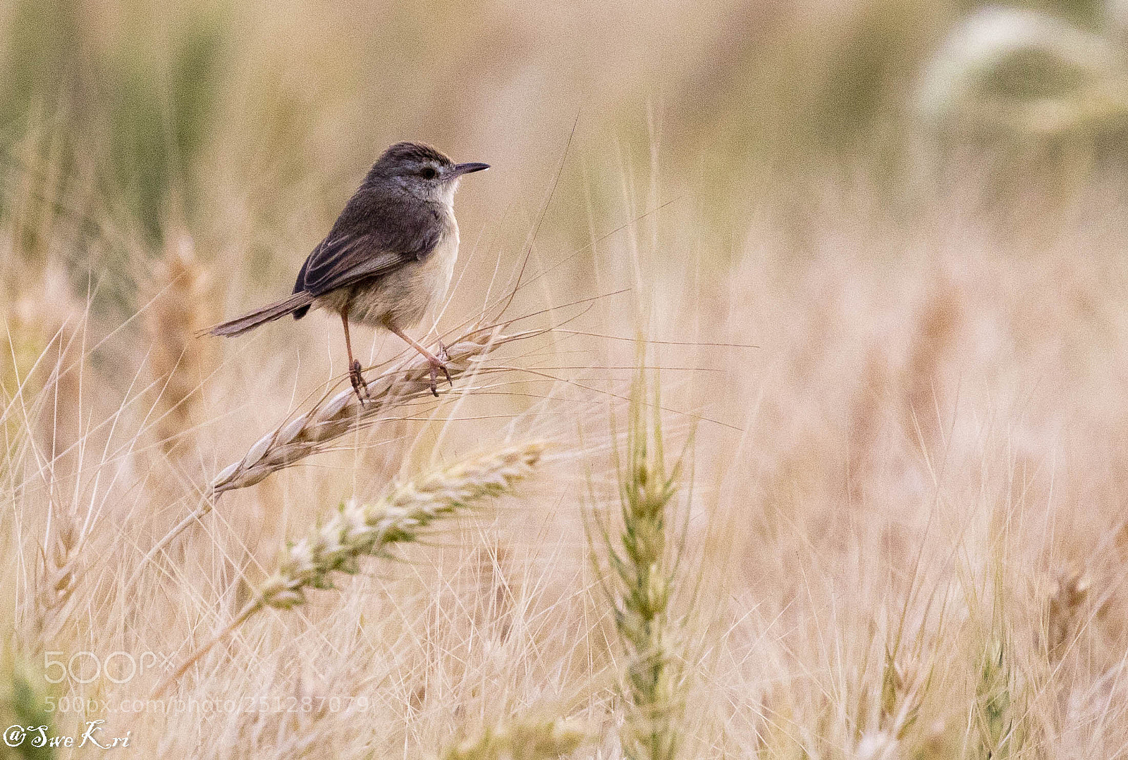 Canon EOS 5D Mark IV sample photo. Plain prinia photography