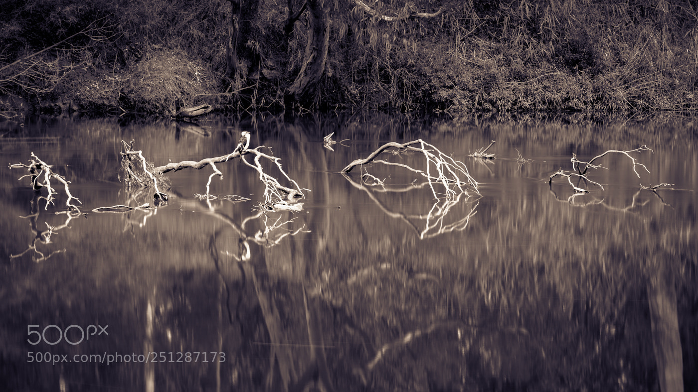 Canon EOS 5D Mark IV sample photo. Yarra river photography