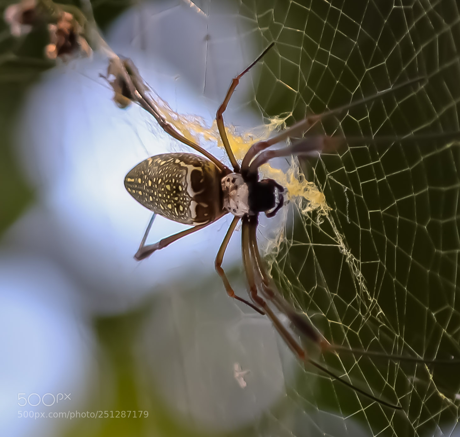 Canon EOS 1200D (EOS Rebel T5 / EOS Kiss X70 / EOS Hi) sample photo. Spider macro photography