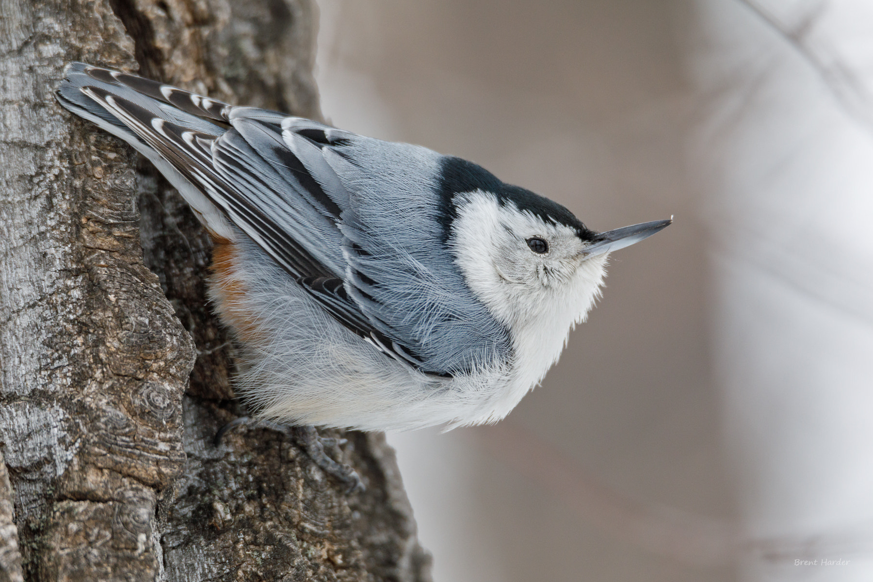Canon EOS sample photo. White-breasted nuthatch photography