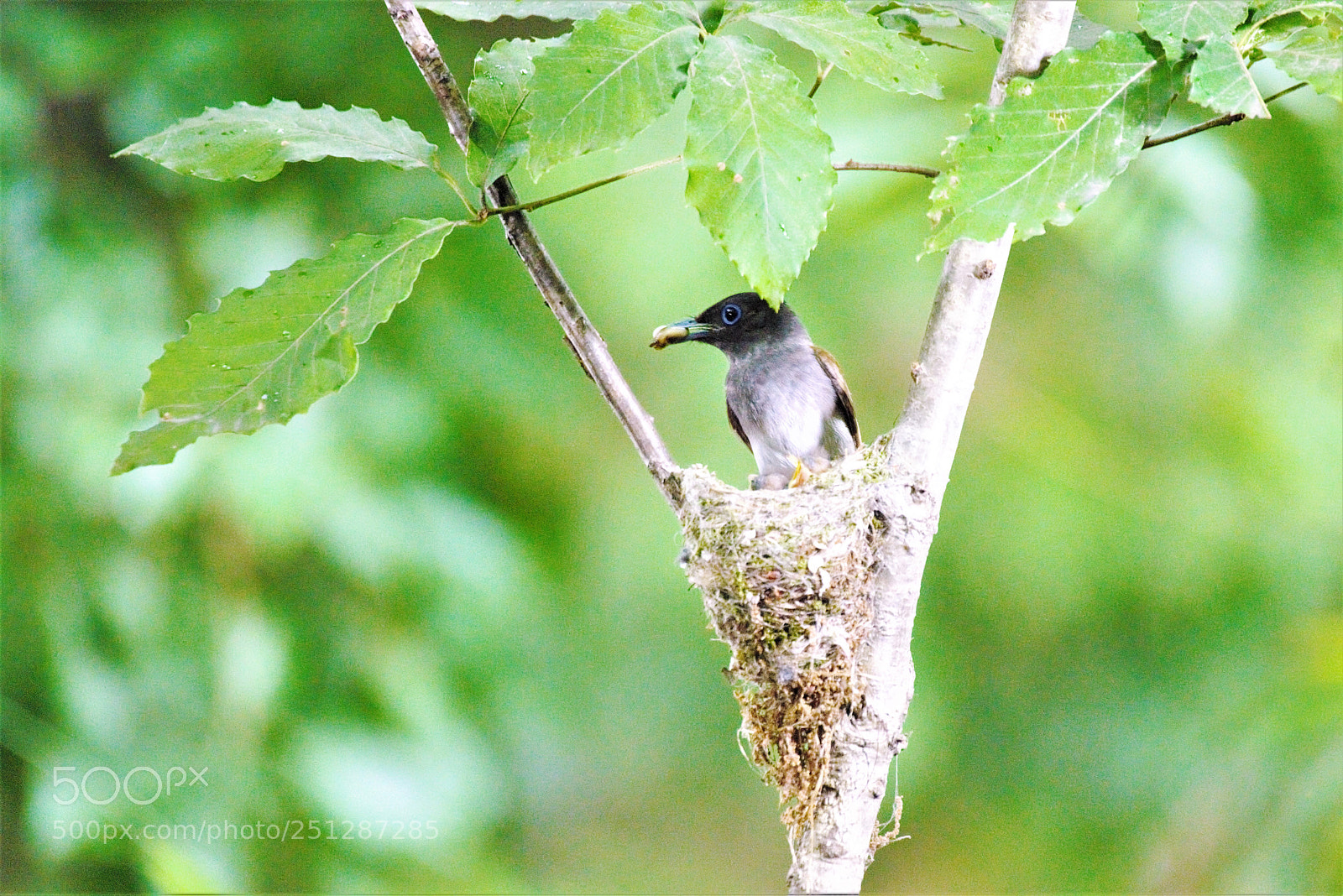 Nikon D800 sample photo. Paradise flycatcher in paradise. photography