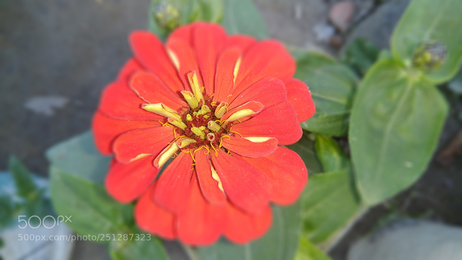 Xiaomi Redmi Note 4 sample photo. Untitled photography