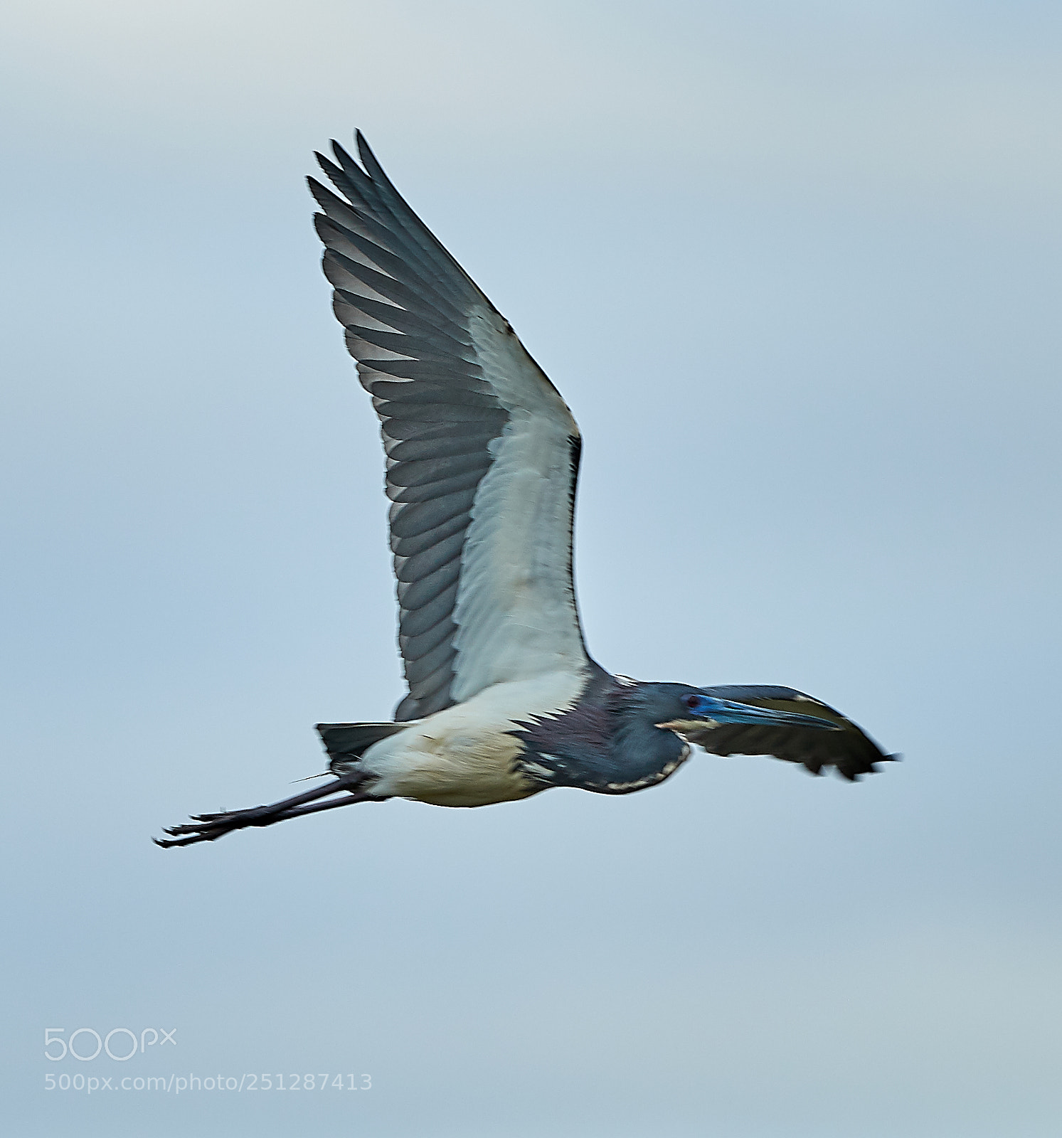 Canon EOS-1D X Mark II sample photo. 03-29-18-0009859.jpg photography