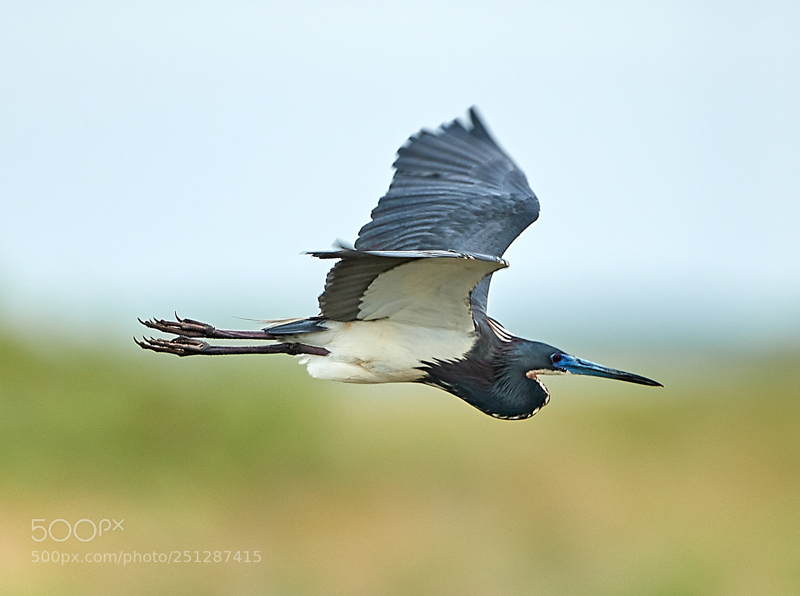 Canon EOS-1D X Mark II sample photo. 03-29-18-0009858.jpg photography