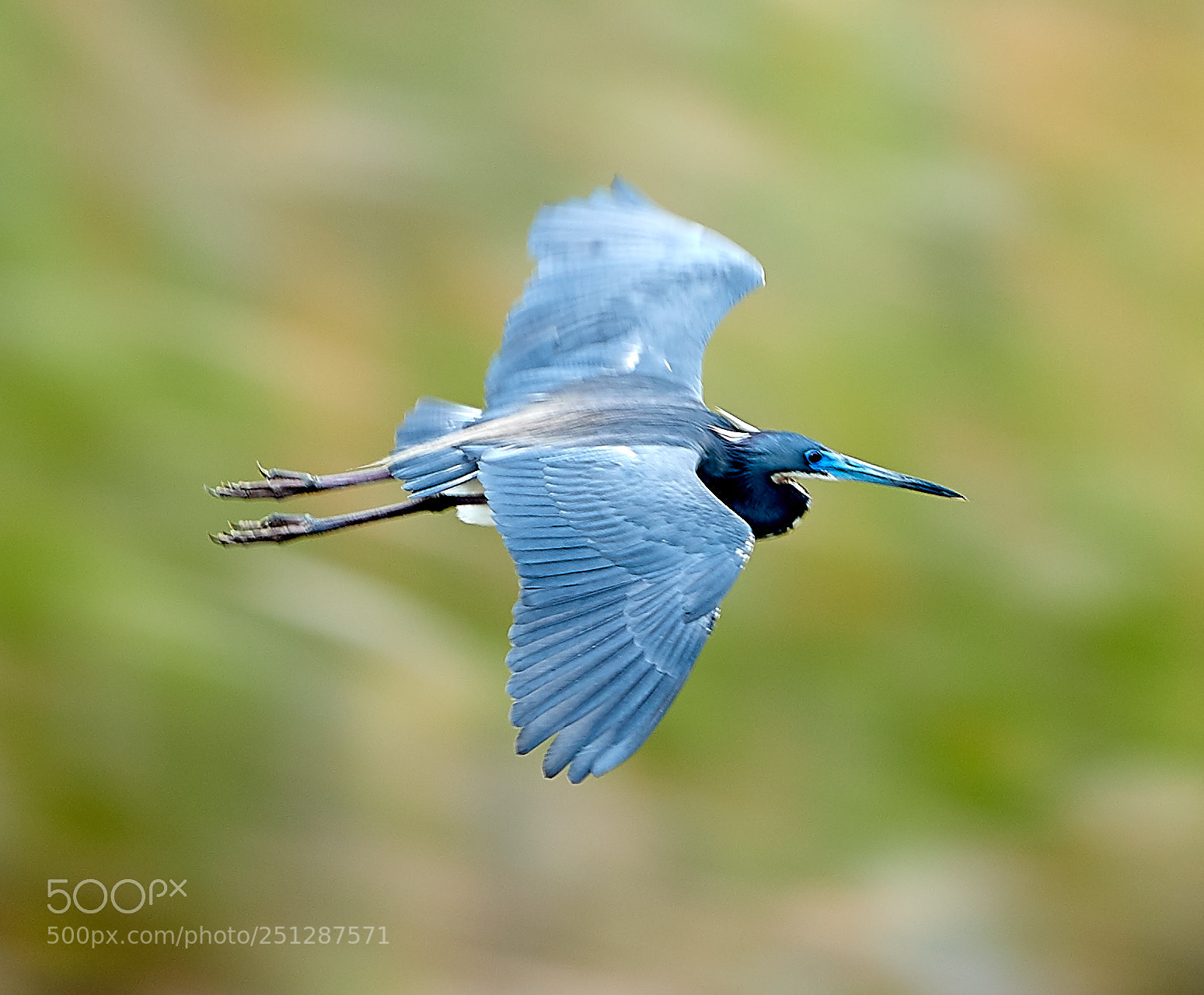 Canon EOS-1D X Mark II sample photo. 03-29-18-0009856.jpg photography