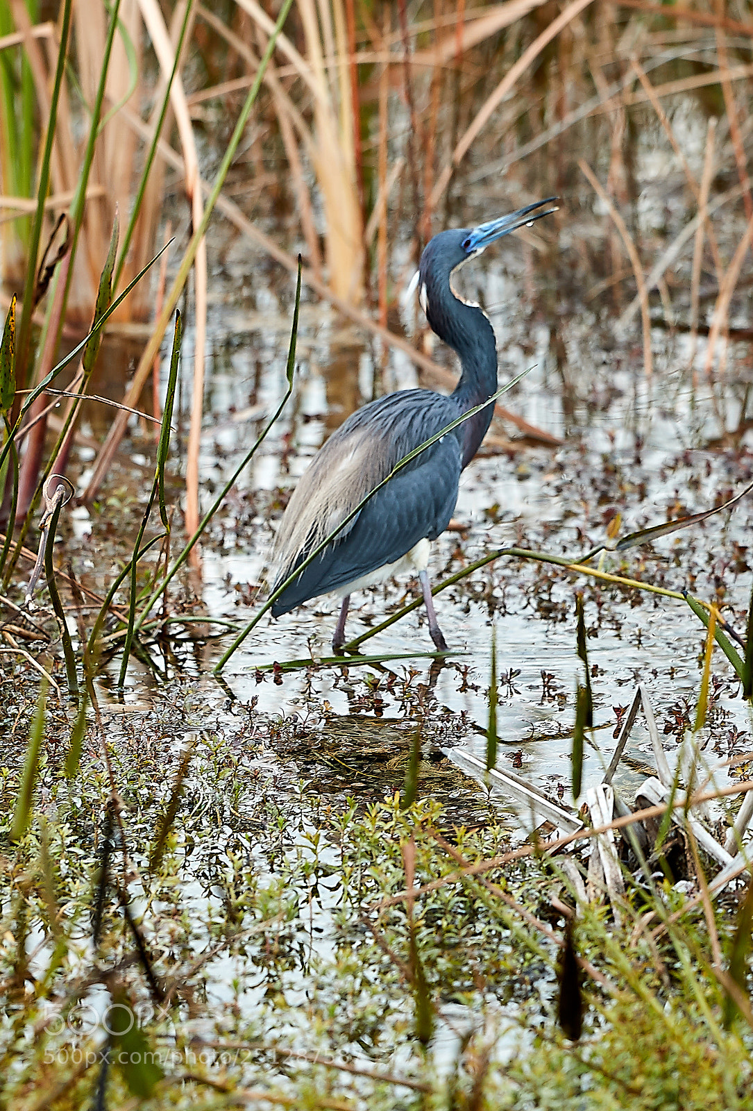 Canon EOS-1D X Mark II sample photo. 03-29-18-0009851.jpg photography