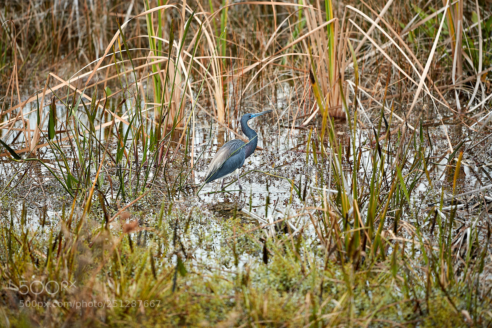 Canon EOS-1D X Mark II sample photo. 03-29-18-0009850.jpg photography