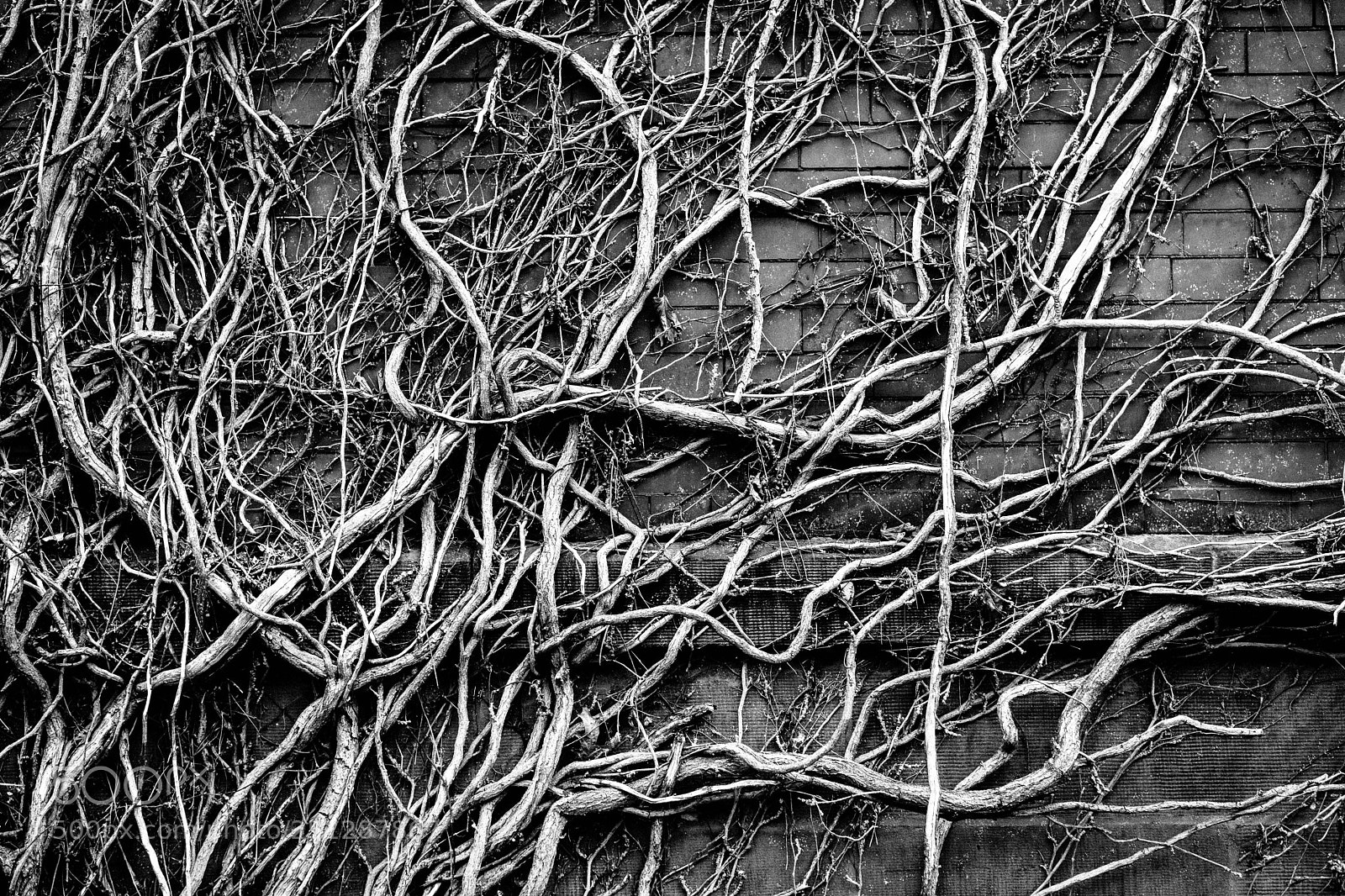 Fujifilm X-T20 sample photo. Vines photography