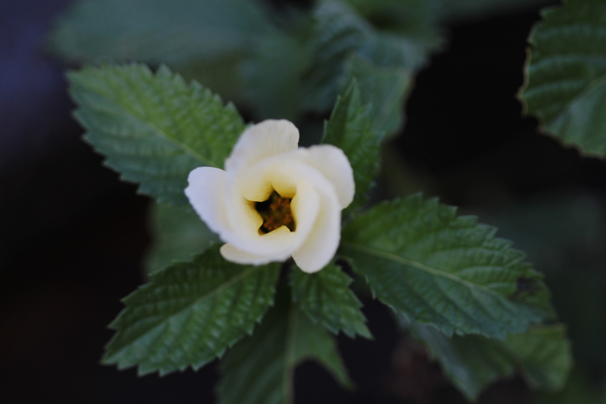 Canon EF 100mm F2.8 Macro USM sample photo. Star photography