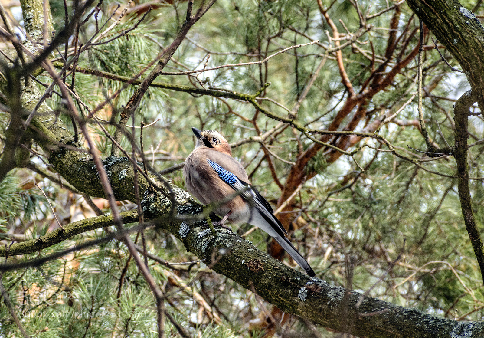 Nikon D5300 sample photo. Jay photography