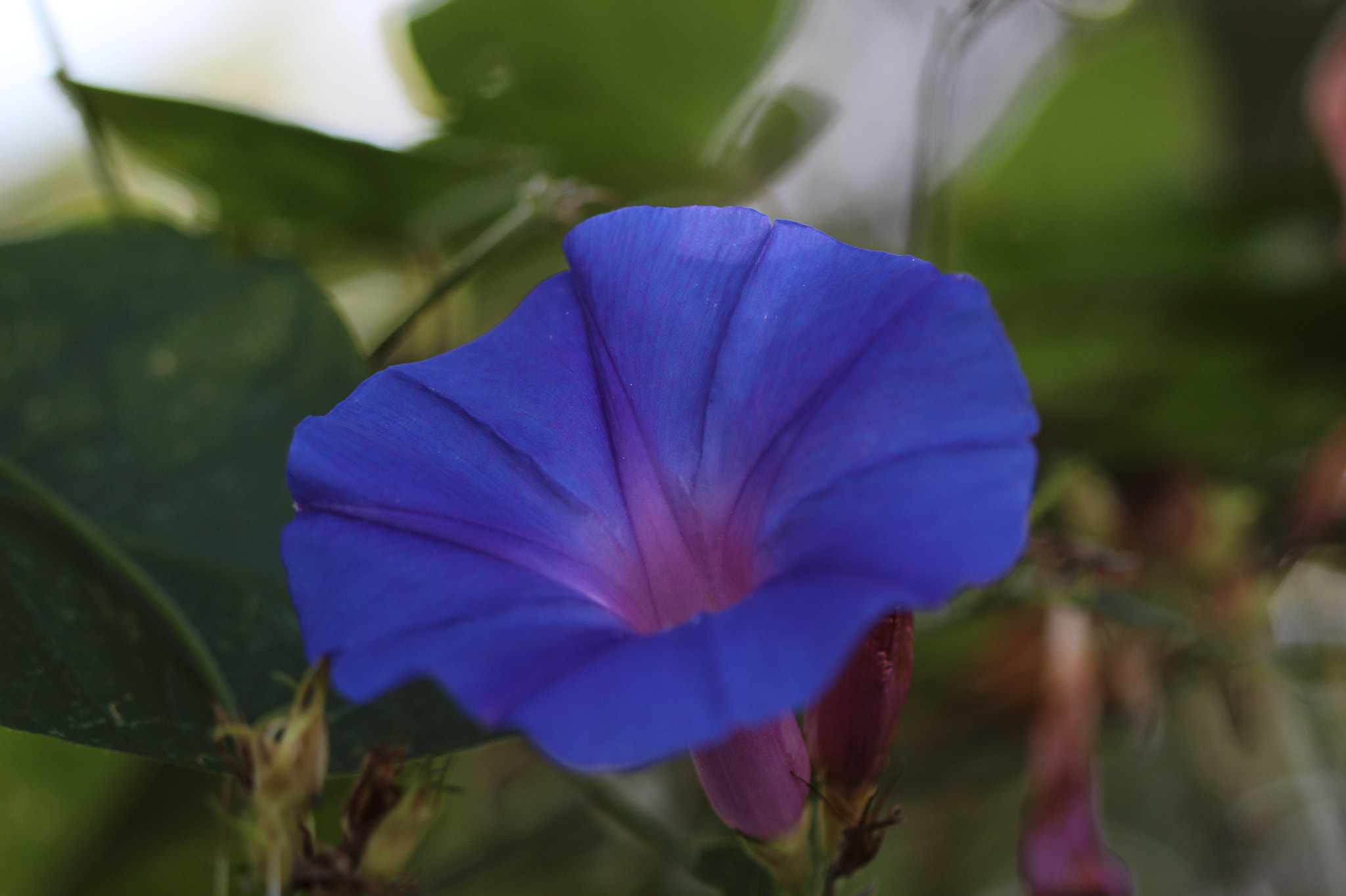 Canon EF 100mm F2.8 Macro USM sample photo. Purple photography