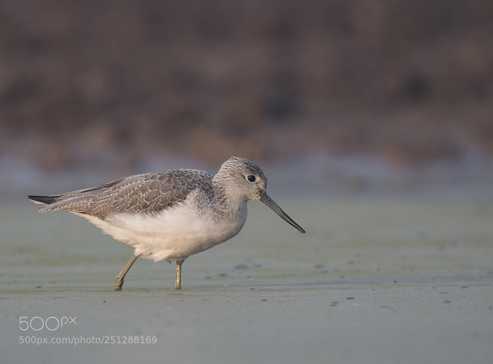 Nikon D500 sample photo. Green shank photography