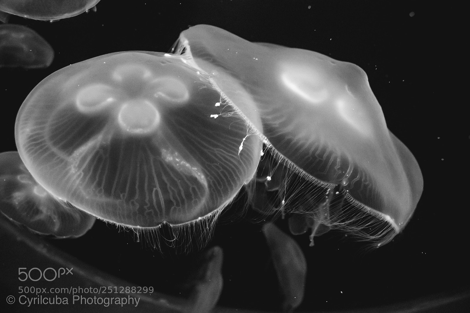 Nikon D5500 sample photo. Jellyfish photography
