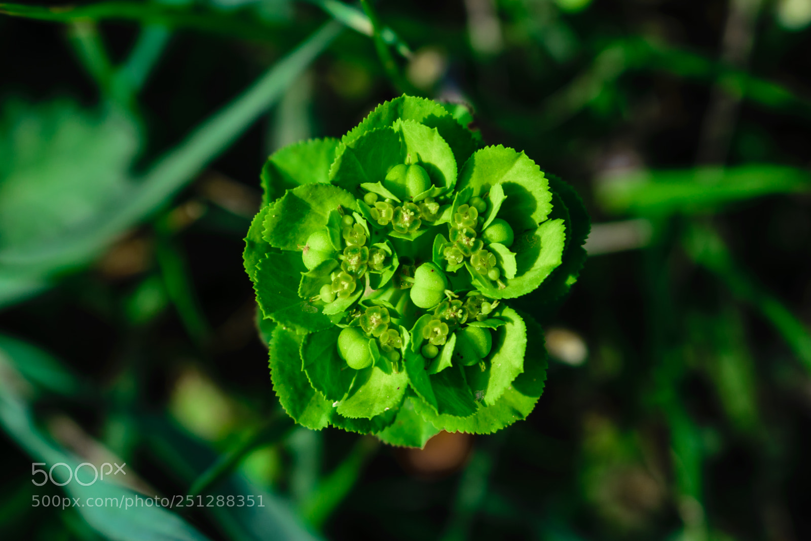 Nikon D5300 sample photo. Life in macros.. photography