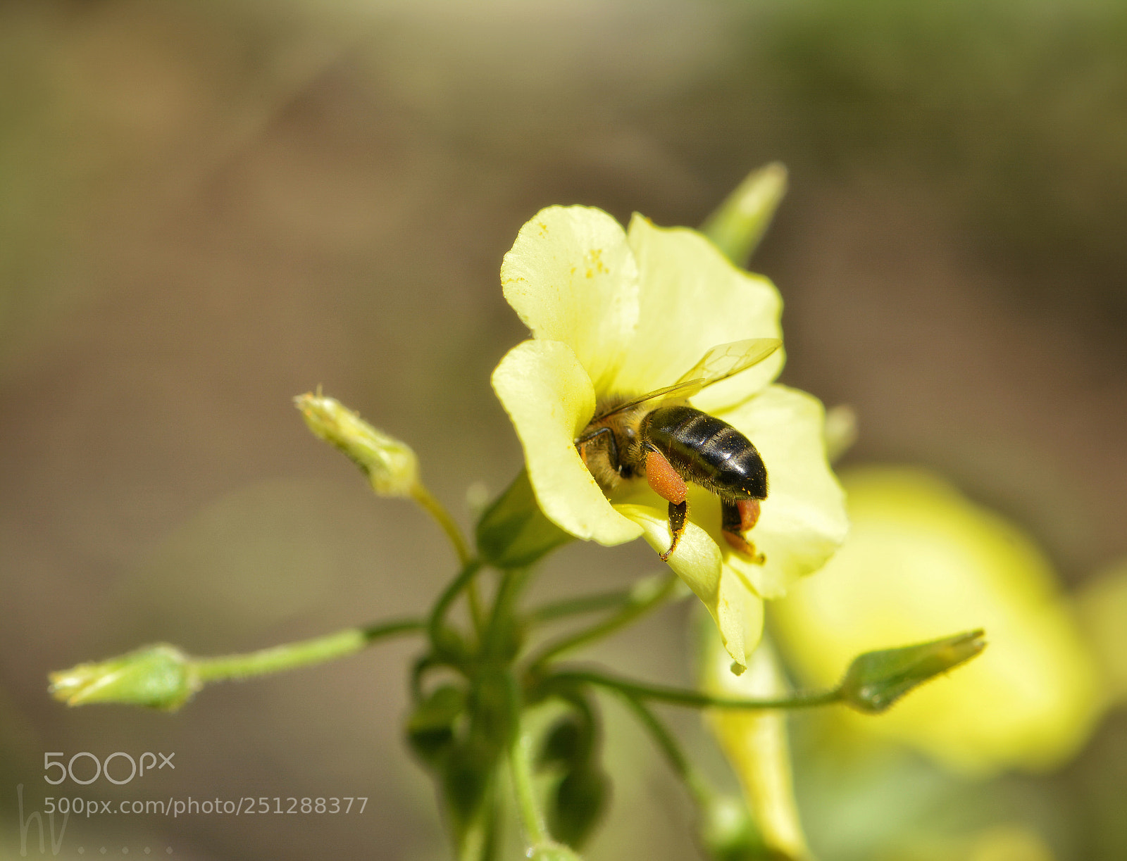 Nikon D7100 sample photo. Bee and flower photography