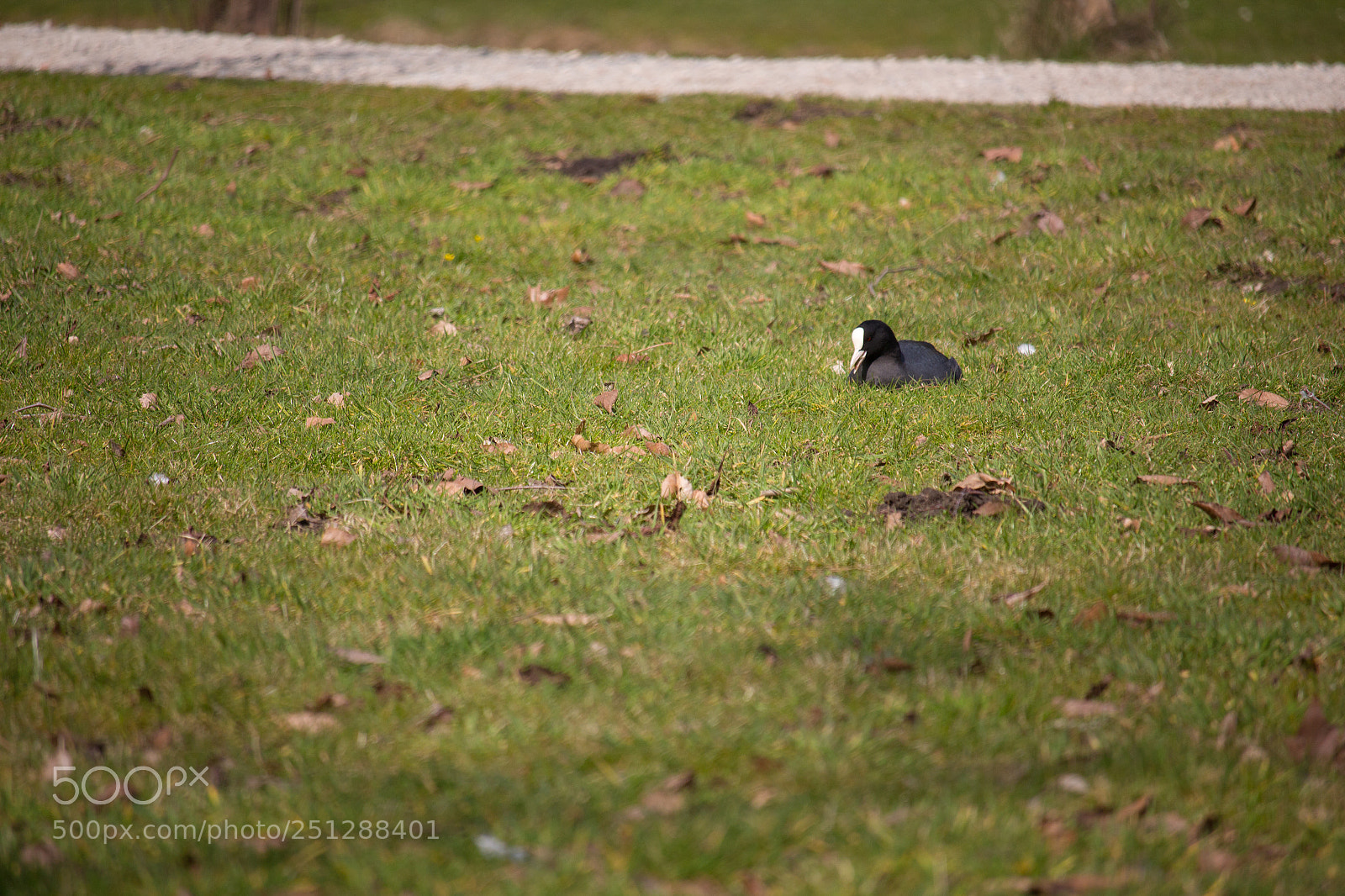 Canon EOS 700D (EOS Rebel T5i / EOS Kiss X7i) sample photo. Klein vogelein photography