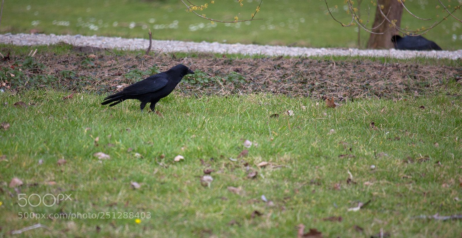 Canon EOS 700D (EOS Rebel T5i / EOS Kiss X7i) sample photo. Raaf photography