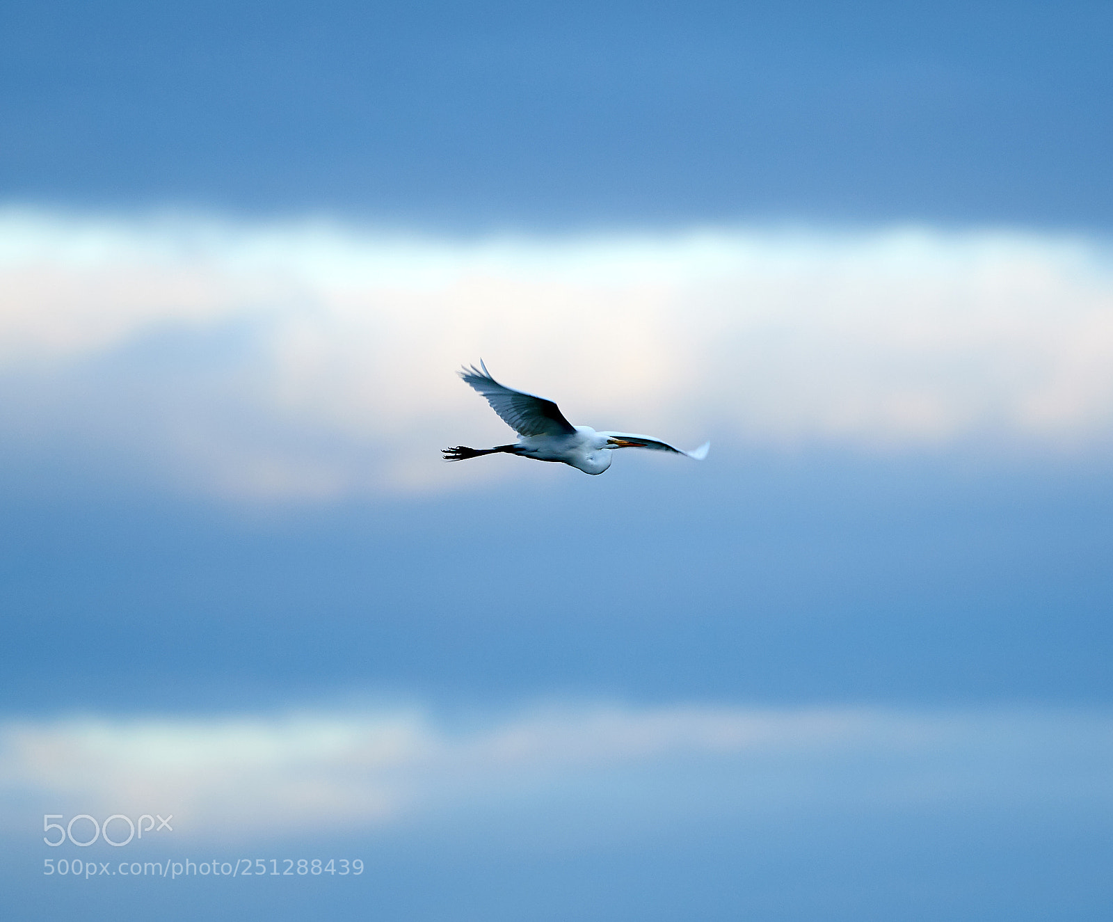 Canon EOS-1D X Mark II sample photo. 03-29-18-0009910.jpg photography