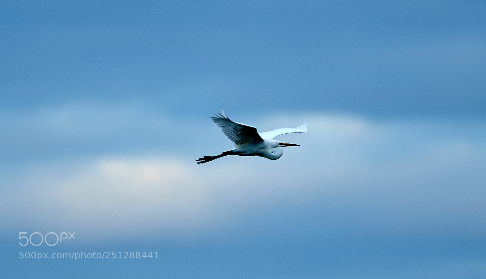 Canon EOS-1D X Mark II sample photo. 03-29-18-0009909.jpg photography